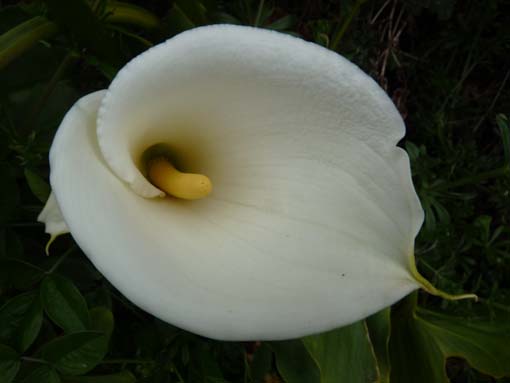 02-LevadaNova-RibeiraBrava-045