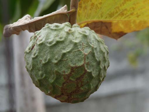 02-LevadaNova-RibeiraBrava-048