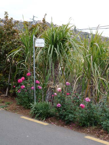 02-LevadaNova-RibeiraBrava-052