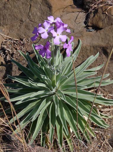 14-Ostkap--Ponta-Sao-Lourenco-074