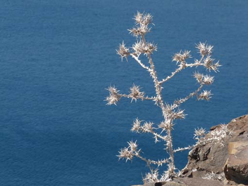 14-Ostkap--Ponta-Sao-Lourenco-075