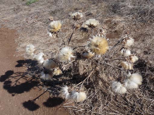 14-Ostkap--Ponta-Sao-Lourenco-084