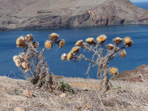 14-Ostkap--Ponta-Sao-Lourenco-086