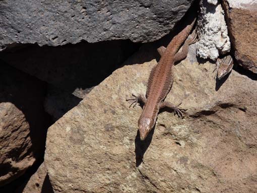 14-Ostkap--Ponta-Sao-Lourenco-098