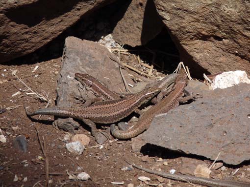 14-Ostkap--Ponta-Sao-Lourenco-099