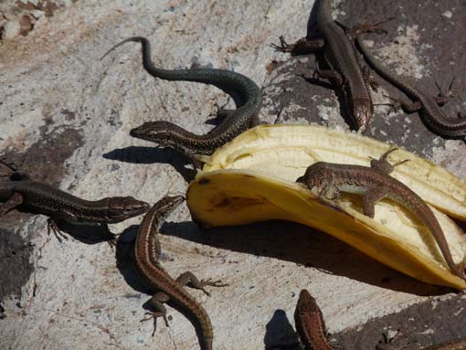 14-Ostkap--Ponta-Sao-Lourenco-100