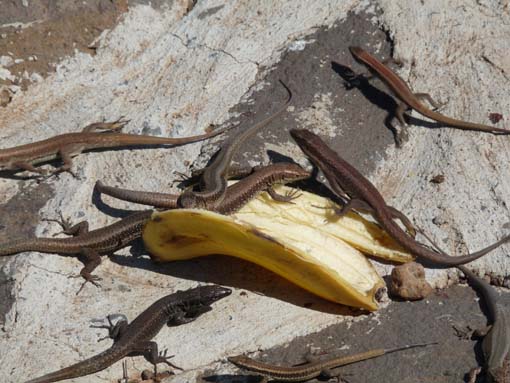 14-Ostkap--Ponta-Sao-Lourenco-102