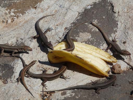 14-Ostkap--Ponta-Sao-Lourenco-103