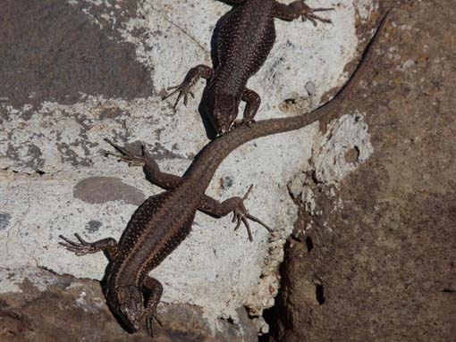 14-Ostkap--Ponta-Sao-Lourenco-104