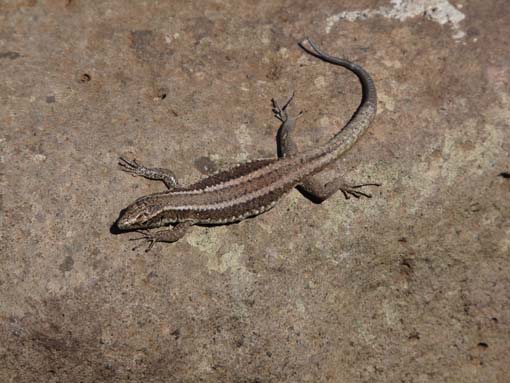 14-Ostkap--Ponta-Sao-Lourenco-105