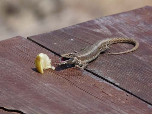 14-Ostkap--Ponta-Sao-Lourenco-108