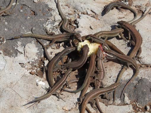 14-Ostkap--Ponta-Sao-Lourenco-109