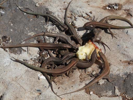 14-Ostkap--Ponta-Sao-Lourenco-111