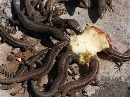 14-Ostkap--Ponta-Sao-Lourenco-112