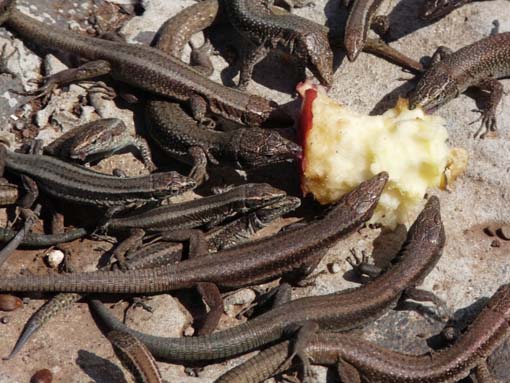 14-Ostkap--Ponta-Sao-Lourenco-113