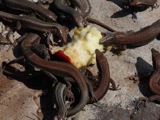 14-Ostkap--Ponta-Sao-Lourenco-114