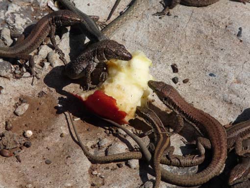 14-Ostkap--Ponta-Sao-Lourenco-115