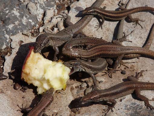 14-Ostkap--Ponta-Sao-Lourenco-116