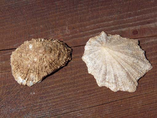 14-Ostkap--Ponta-Sao-Lourenco-120