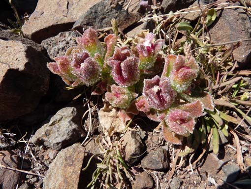 14-Ostkap--Ponta-Sao-Lourenco-127