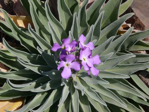 14-Ostkap--Ponta-Sao-Lourenco-128