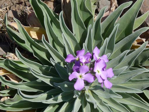 14-Ostkap--Ponta-Sao-Lourenco-129