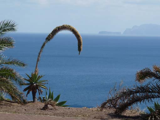 14-Ostkap--Ponta-Sao-Lourenco-135