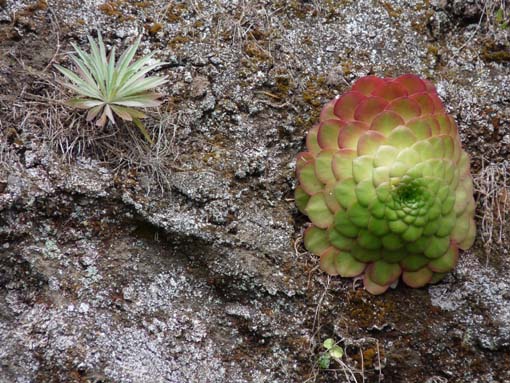 06-Pinaculo-BicaDaCana-060