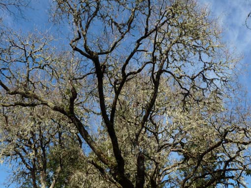 10-Qeimadas--Caldeirao-Verde-007