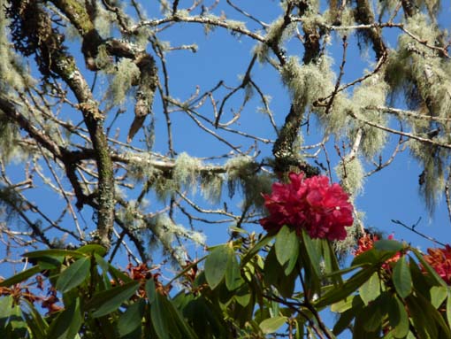 10-Qeimadas--Caldeirao-Verde-008