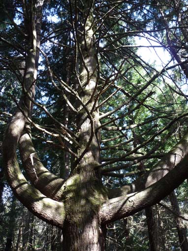 10-Qeimadas--Caldeirao-Verde-010