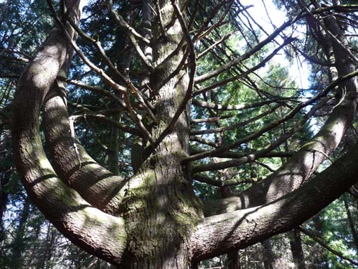 10-Qeimadas--Caldeirao-Verde-011