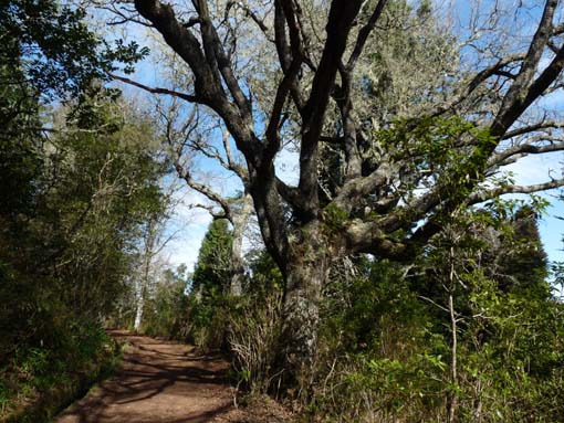 10-Qeimadas--Caldeirao-Verde-012