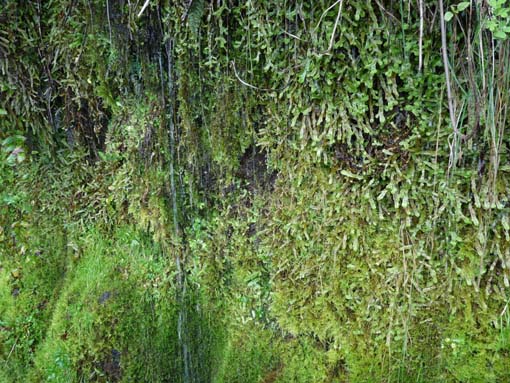 10-Qeimadas--Caldeirao-Verde-013