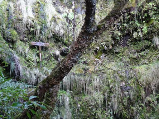 10-Qeimadas--Caldeirao-Verde-019