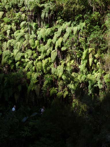 10-Qeimadas--Caldeirao-Verde-030