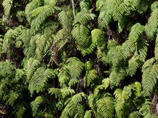 10-Qeimadas--Caldeirao-Verde-032