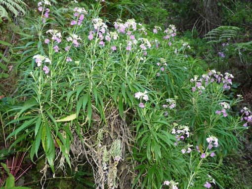 10-Qeimadas--Caldeirao-Verde-068