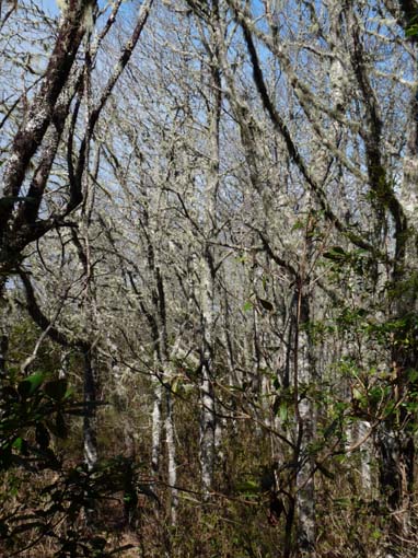 10-Qeimadas--Caldeirao-Verde-145