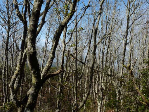 10-Qeimadas--Caldeirao-Verde-146