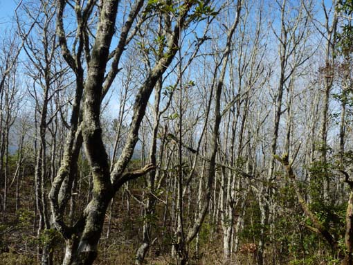 10-Qeimadas--Caldeirao-Verde-147