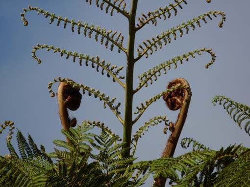 10-Qeimadas--Caldeirao-Verde-158