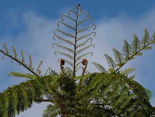 10-Qeimadas--Caldeirao-Verde-159