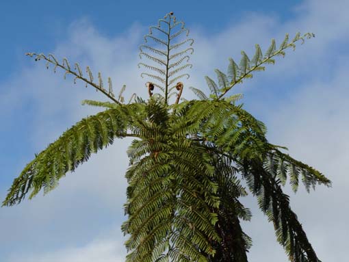 10-Qeimadas--Caldeirao-Verde-160