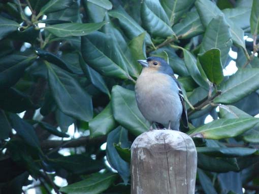 03-Rabacal-LevadaDoRisco-Lev25Fontes-010