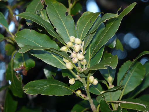 03-Rabacal-LevadaDoRisco-Lev25Fontes-014