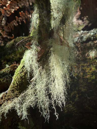 03-Rabacal-LevadaDoRisco-Lev25Fontes-017