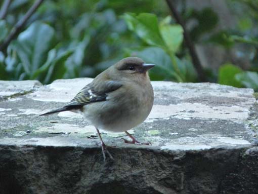 03-Rabacal-LevadaDoRisco-Lev25Fontes-038