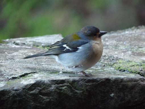 03-Rabacal-LevadaDoRisco-Lev25Fontes-040