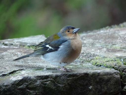 03-Rabacal-LevadaDoRisco-Lev25Fontes-042